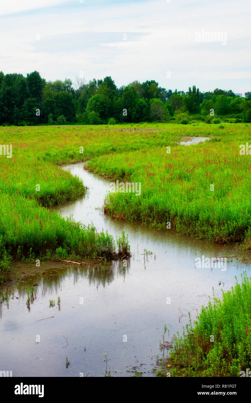 Eine wässrige Kurs an Bord mit blühenden Vegetation führt zu einer Linie der entfernten Bäume unter bewölktem Himmel Stockfoto