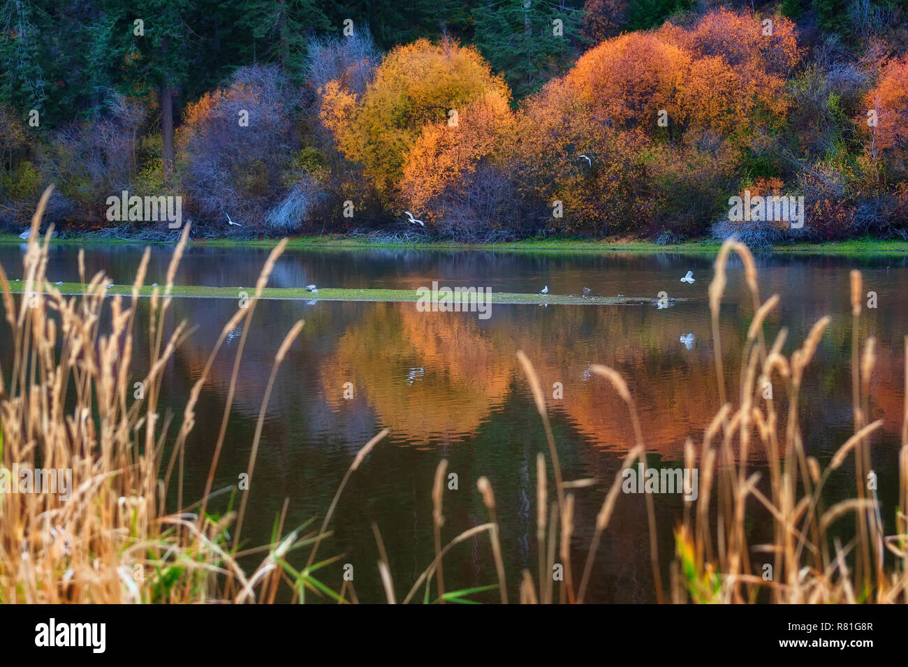 Herbst Bäume entlang der Ufer des Klamath See in Klamath Falls, Oregon Stockfoto