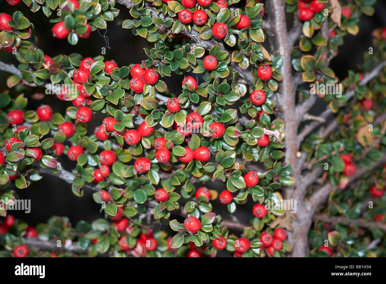 Cotoneaster horizontalis Zweig mit roten Früchten Stockfoto