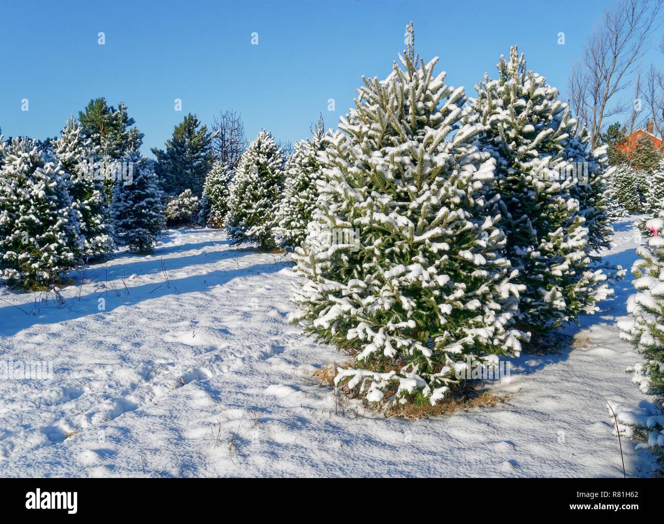 Verschneite Bäume an einem Weihnachtsbaum Bauernhof. Stockfoto