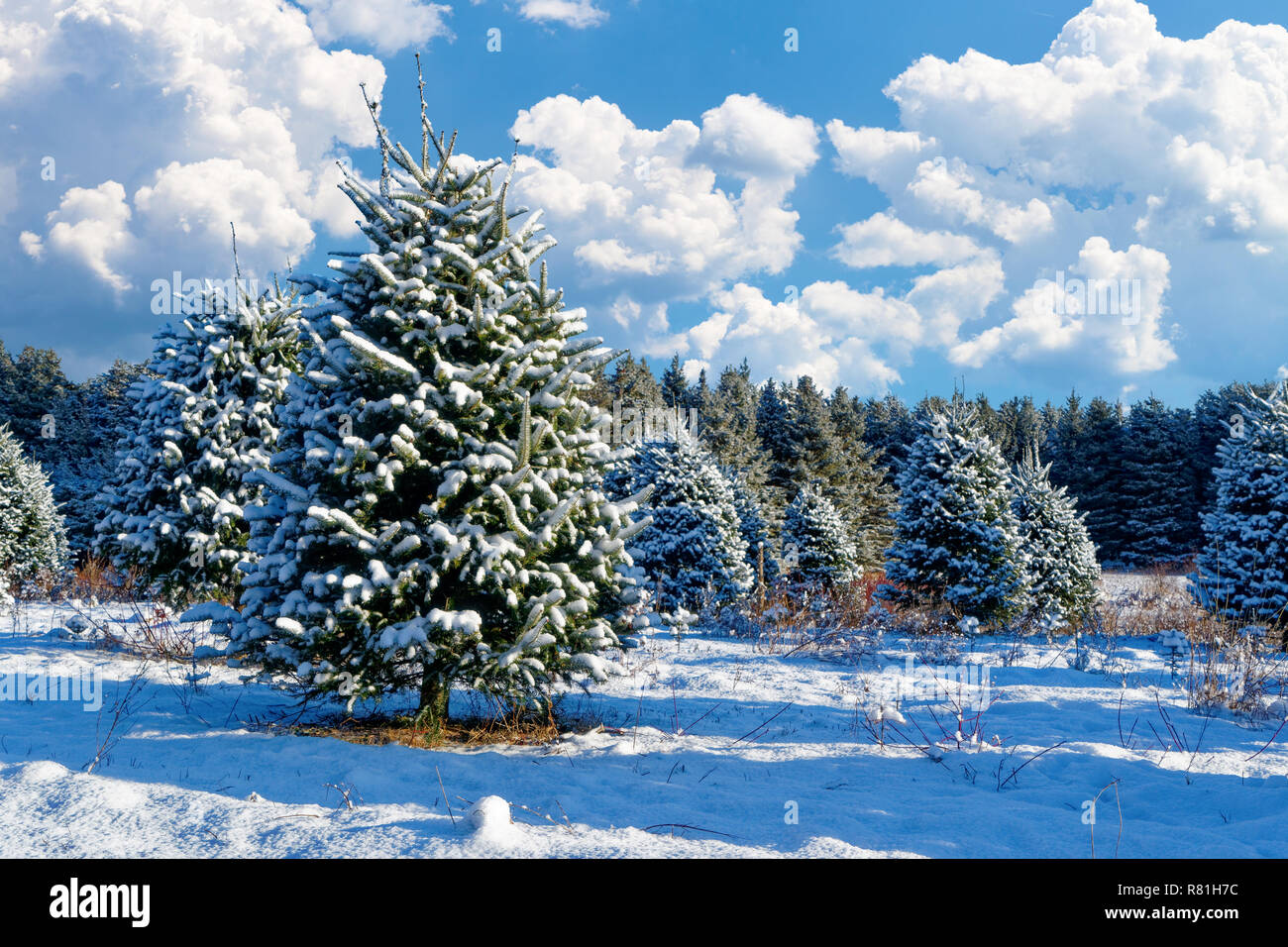 Verschneite Bäume an einem Weihnachtsbaum Bauernhof. Stockfoto