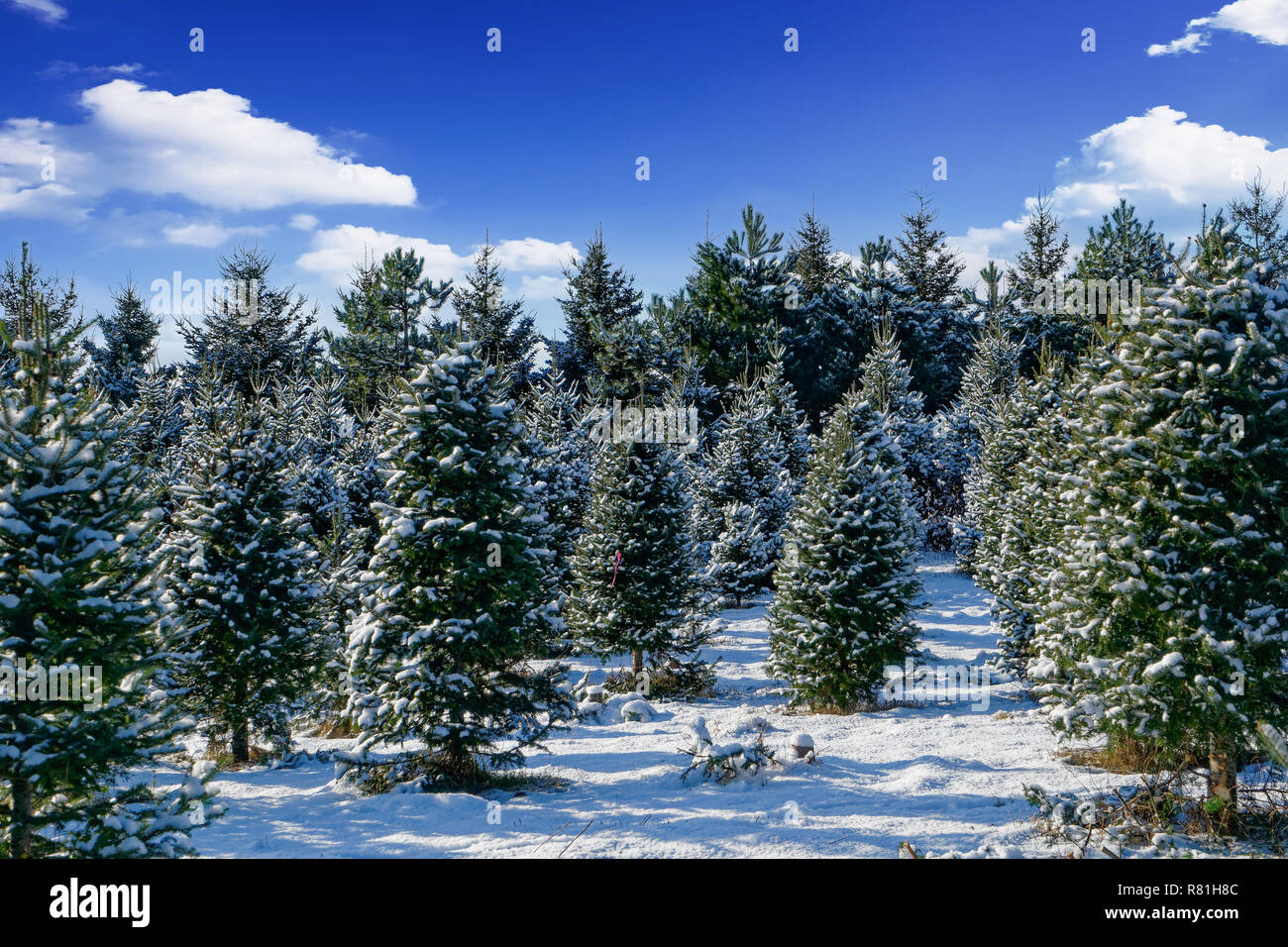 Verschneite Bäume an einem Weihnachtsbaum Bauernhof. Stockfoto