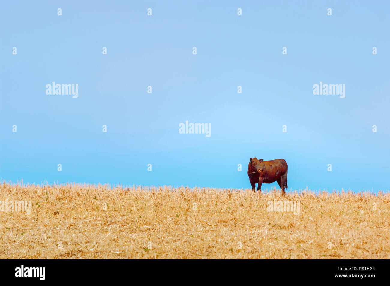 Eine einsame Kuh steht auf einem Hügel im Korn stoppeln Feld unter blauem Himmel in ländlichen Oregon Stockfoto