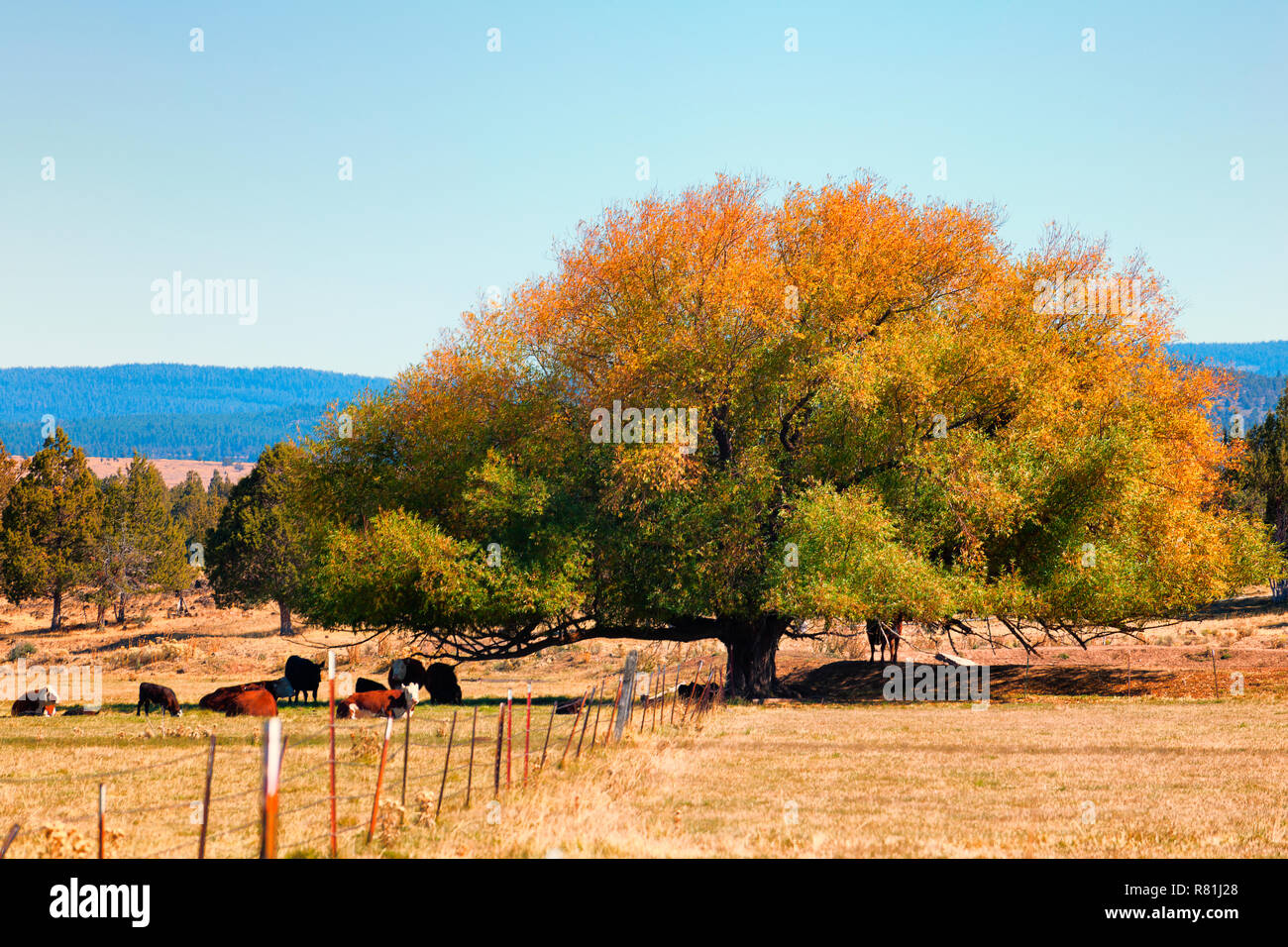 Ein großer Baum bietet Schatten für Rinder in einem Feld im östlichen Oregon Stockfoto