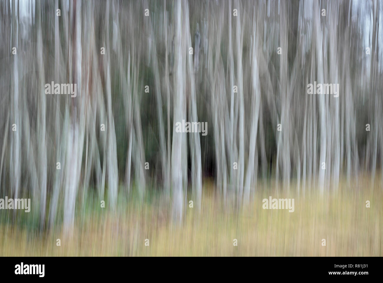 Zusammenfassung von einem Stand der Erle Bäume im Winter, mit gelbem Gras im Vordergrund und grünen Nadelwald hinter die blanken Leitungen (British Columbia). Stockfoto