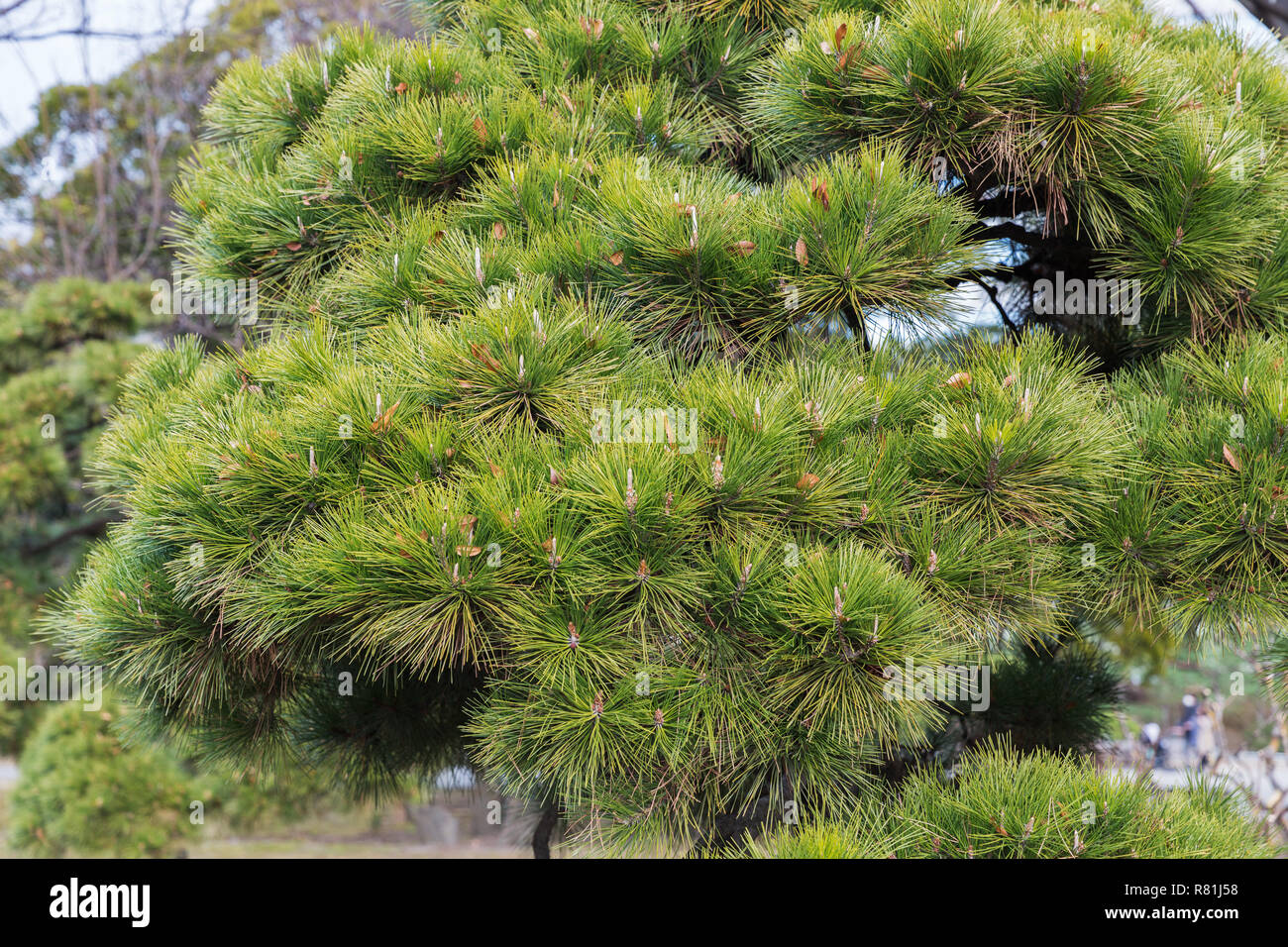 Nahaufnahme der Green Pine Tree Branch Stockfoto