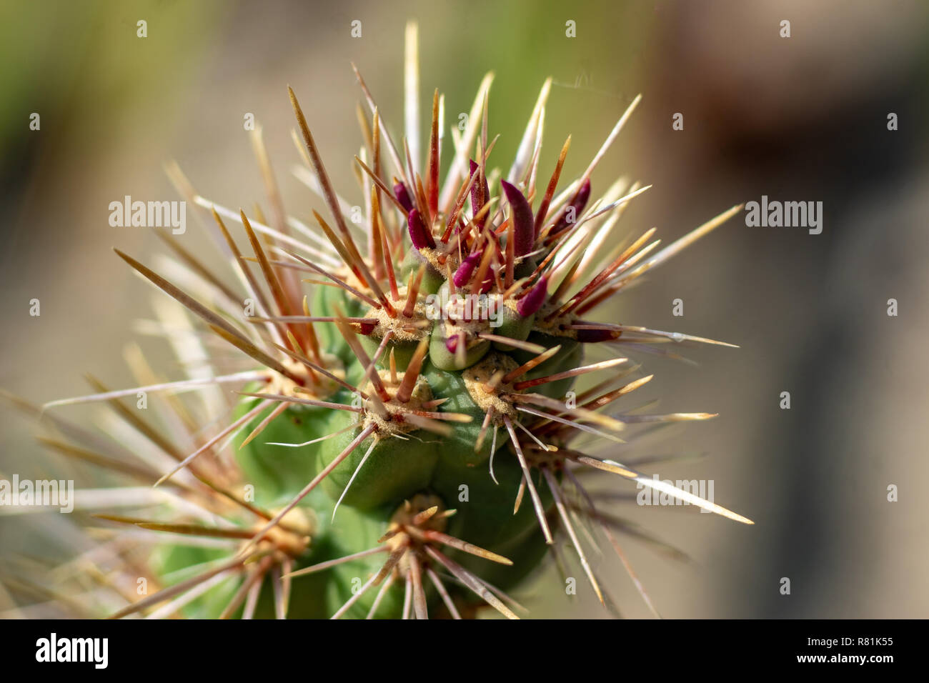 Detaillierte Makro Nahaufnahme eines Kaktus Stockfoto