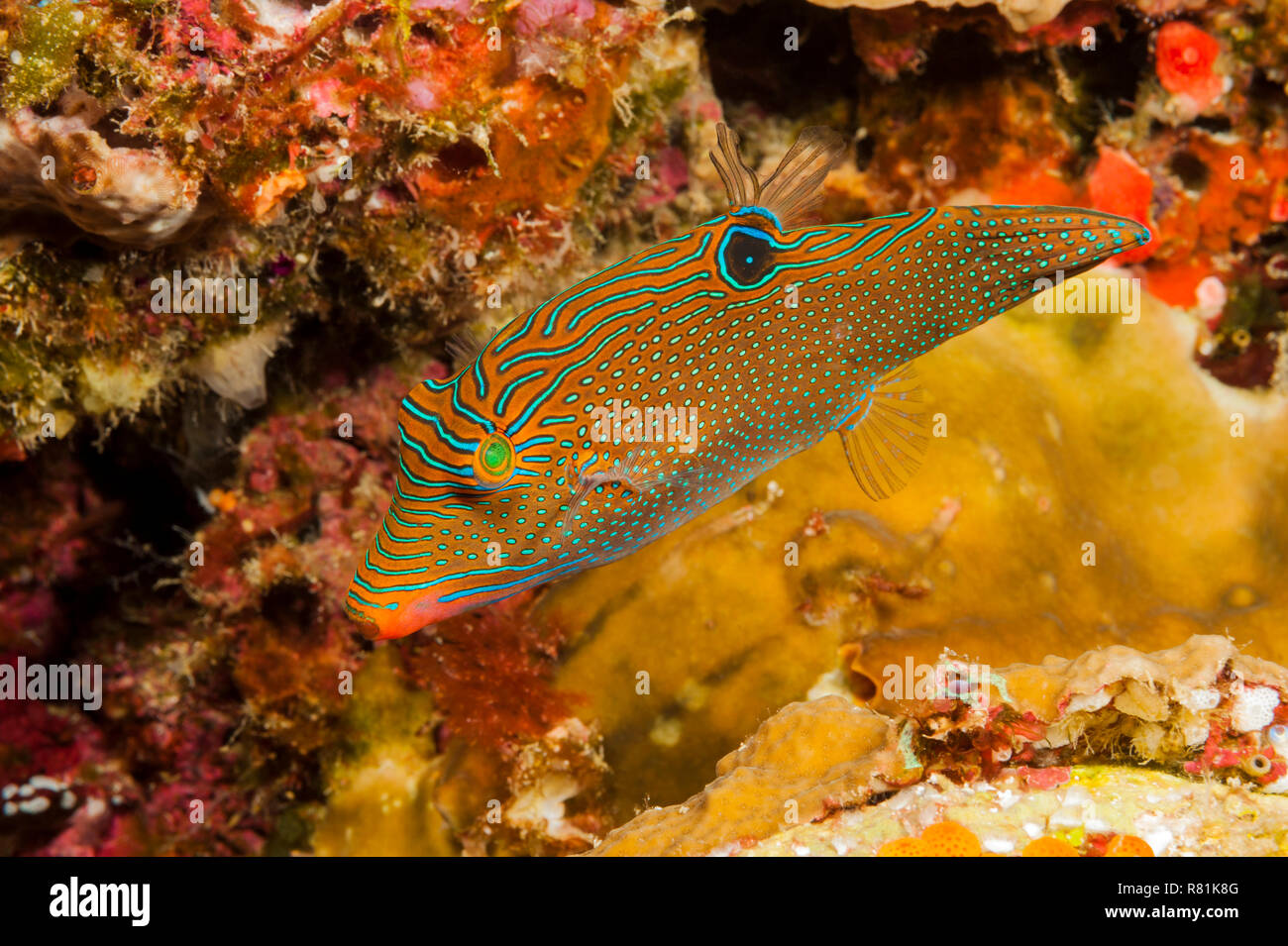 Toby (canthigaster Papua papua) im Korallenriff. Banda See, Sulawesi, Indonesien Stockfoto