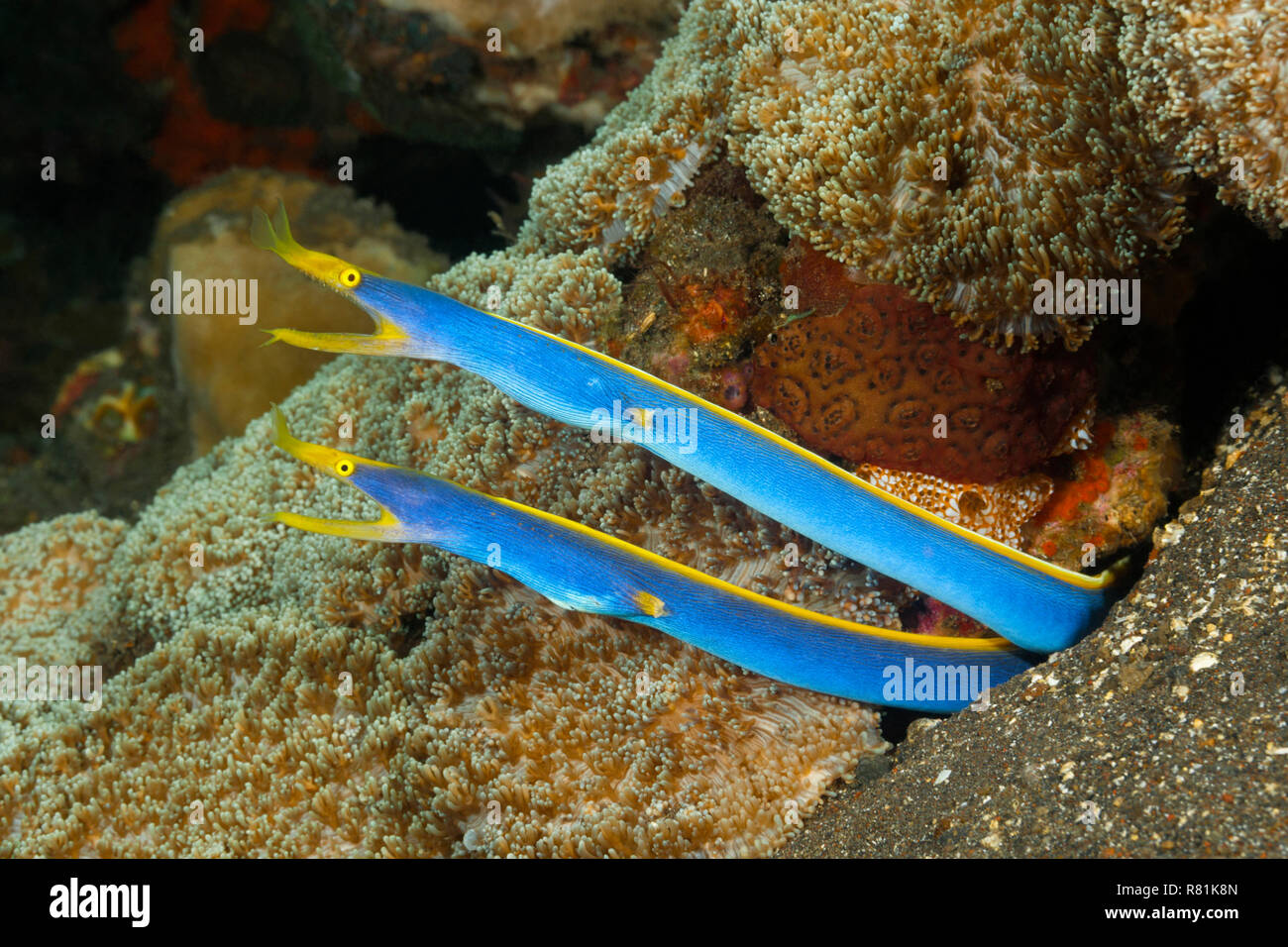 Ribbon Ribbon Moray, Aal, (Rhinomuraena quaesita). Zwei Männchen in ein Loch in einem Korallenriff. Bali, Bali, Indonesien Stockfoto