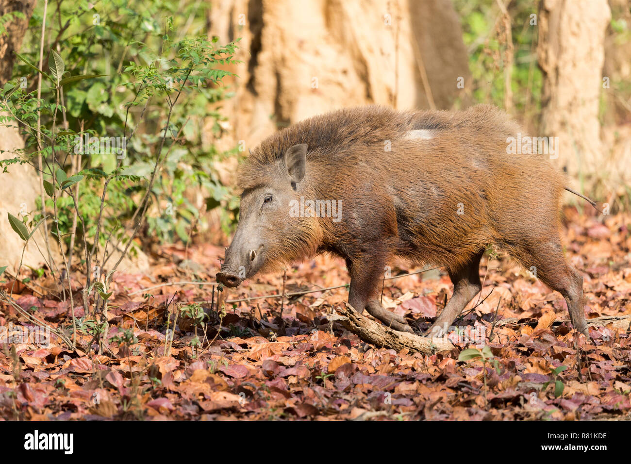 Wildschwein (Sus scrofa cristatus). Erwachsene Männchen wandern. Corbett National Park, Indien Stockfoto