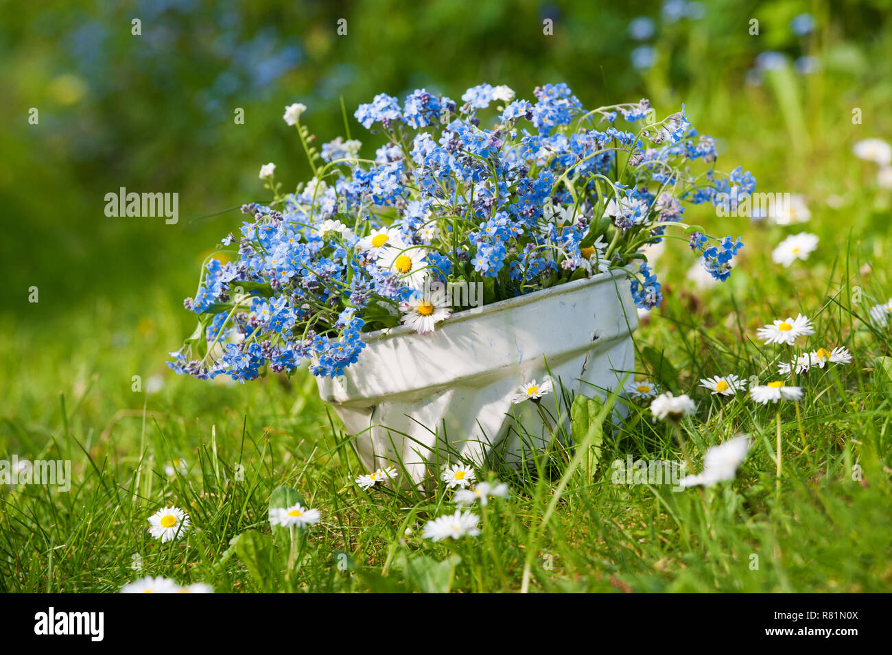 Vergiss mich nicht Blumen in einem backformen Stockfoto