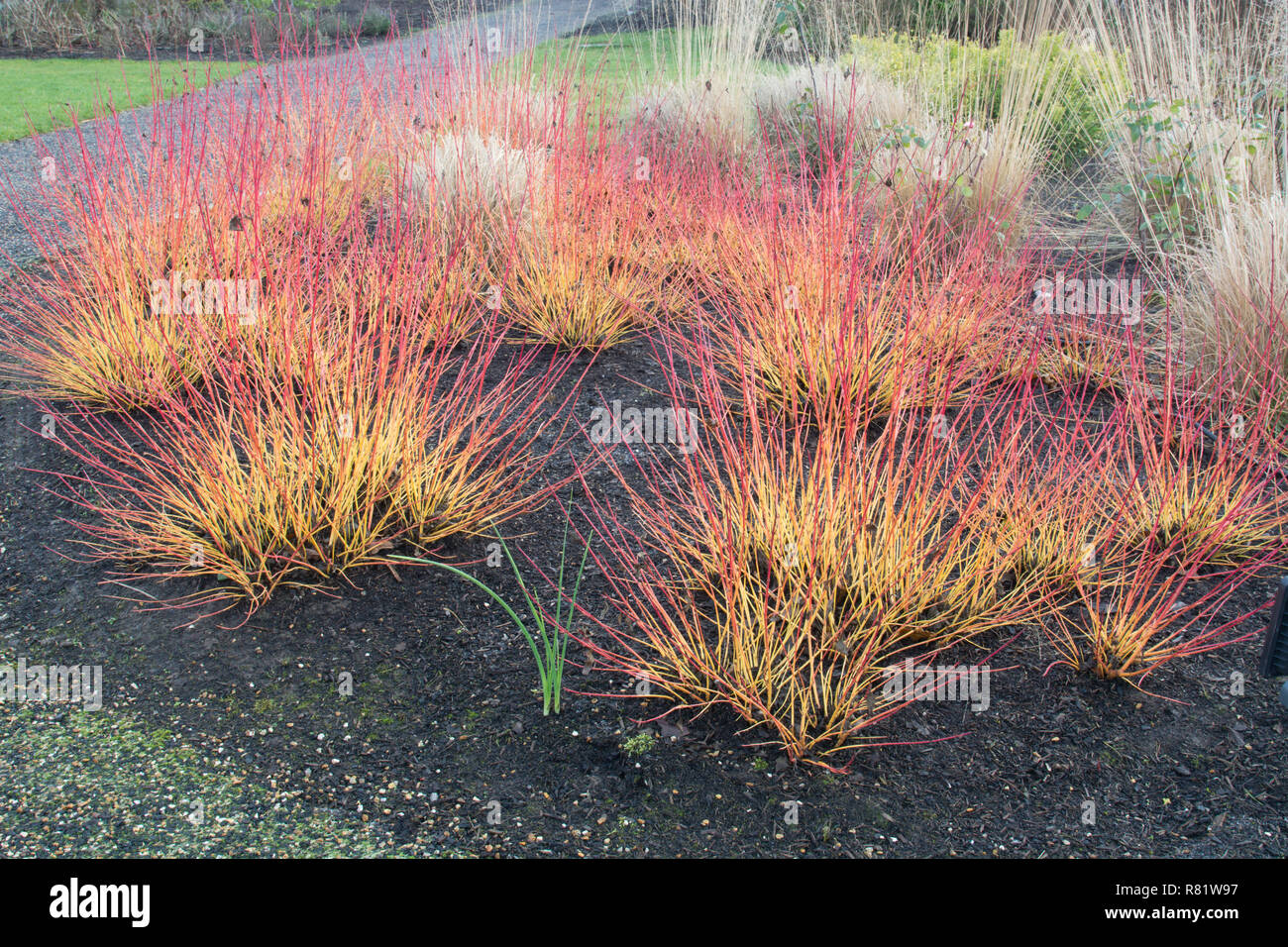 Cornus sanguinea 'Midwinter Fire' im Winter Stockfoto