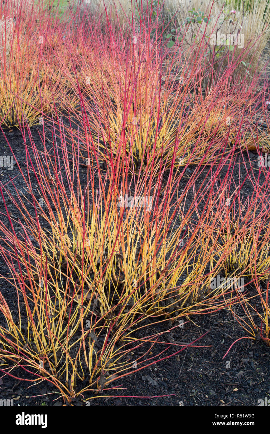 Cornus sanguinea 'Midwinter Fire' im Winter Stockfoto