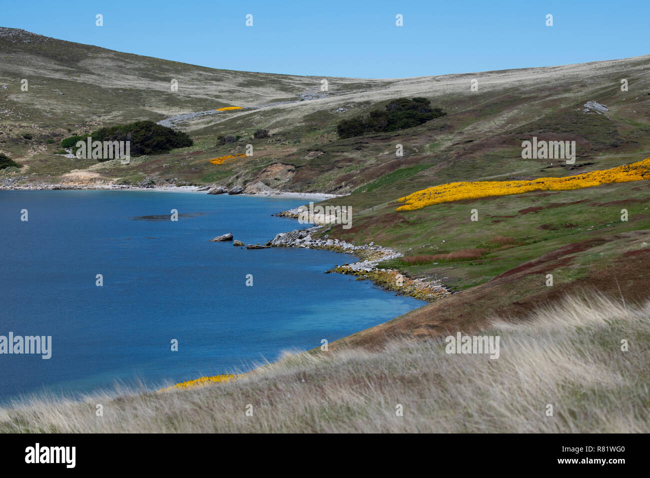 Vereinigtes Königreich, Falkland Inseln, West Falkland, West Point Island. Der Blick auf die Landschaft mit blühenden gelben Ginster. Stockfoto