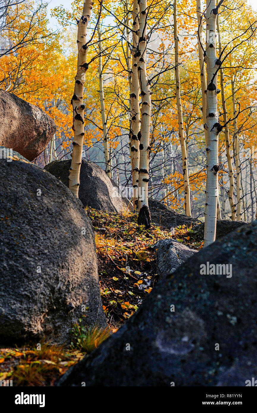 Espen im Herbst Stockfoto