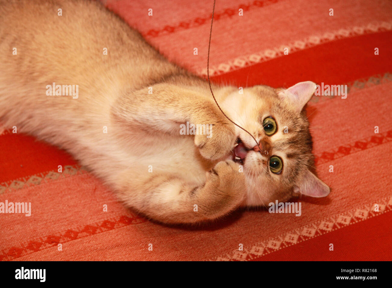Die goldenen Britische Katze liegt mit der Oberseite nach unten auf der Couch und spielt mit einer silbernen Kette, die versucht, es zu fangen. Stockfoto