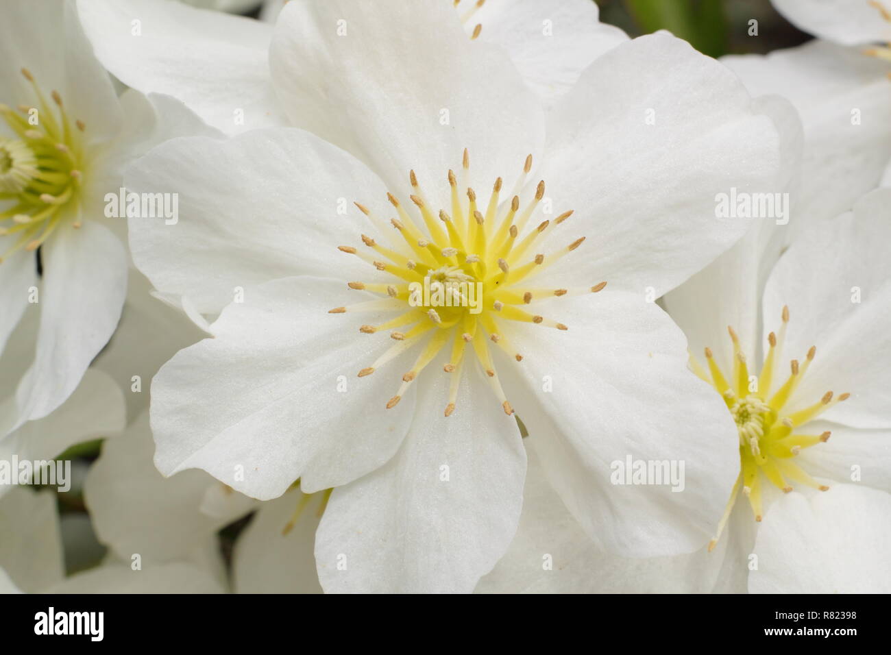 Clematis x cartmanii Lawine. Immergrüne Clematis auch als Clematis Blaaval, Mai, UK Garten Stockfoto