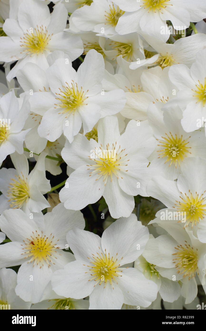 Clematis x cartmanii Lawine. Immergrüne Clematis auch als Clematis Blaaval, Mai, UK Garten Stockfoto