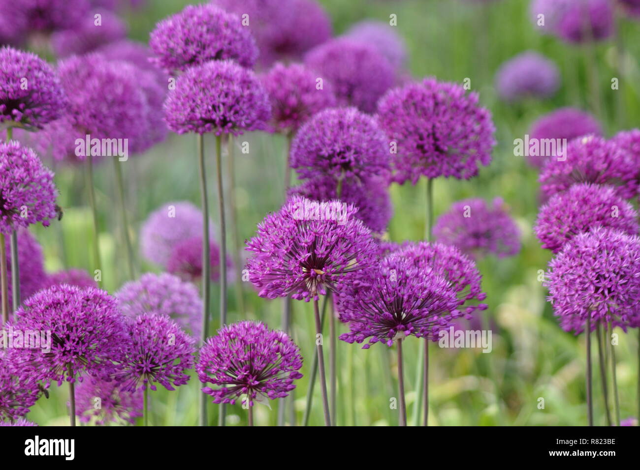 Allium Hollandicum 'Purple Sensation', riesige ornamentale Zwiebeln, genannt auch holländische Knoblauch, Mai, UK Garten Stockfoto
