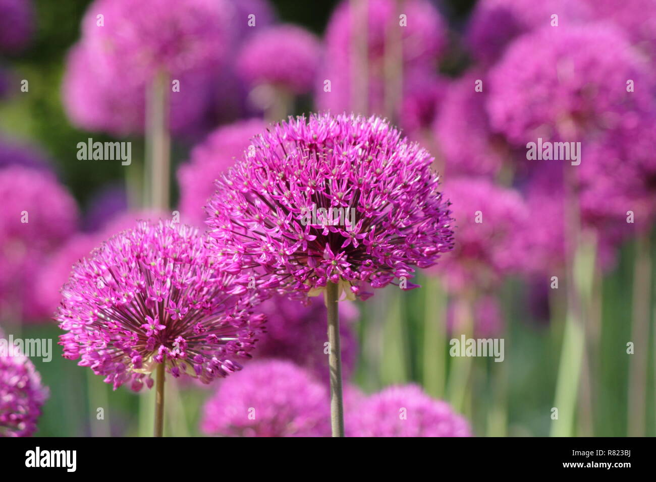 Allium Hollandicum 'Purple Sensation', riesige ornamentale Zwiebeln, genannt auch holländische Knoblauch, Mai, UK Garten Stockfoto