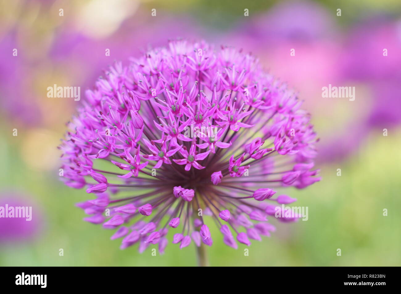 Allium Hollandicum 'Purple Sensation', riesige ornamentale Zwiebeln, genannt auch holländische Knoblauch, Mai, UK Garten Stockfoto