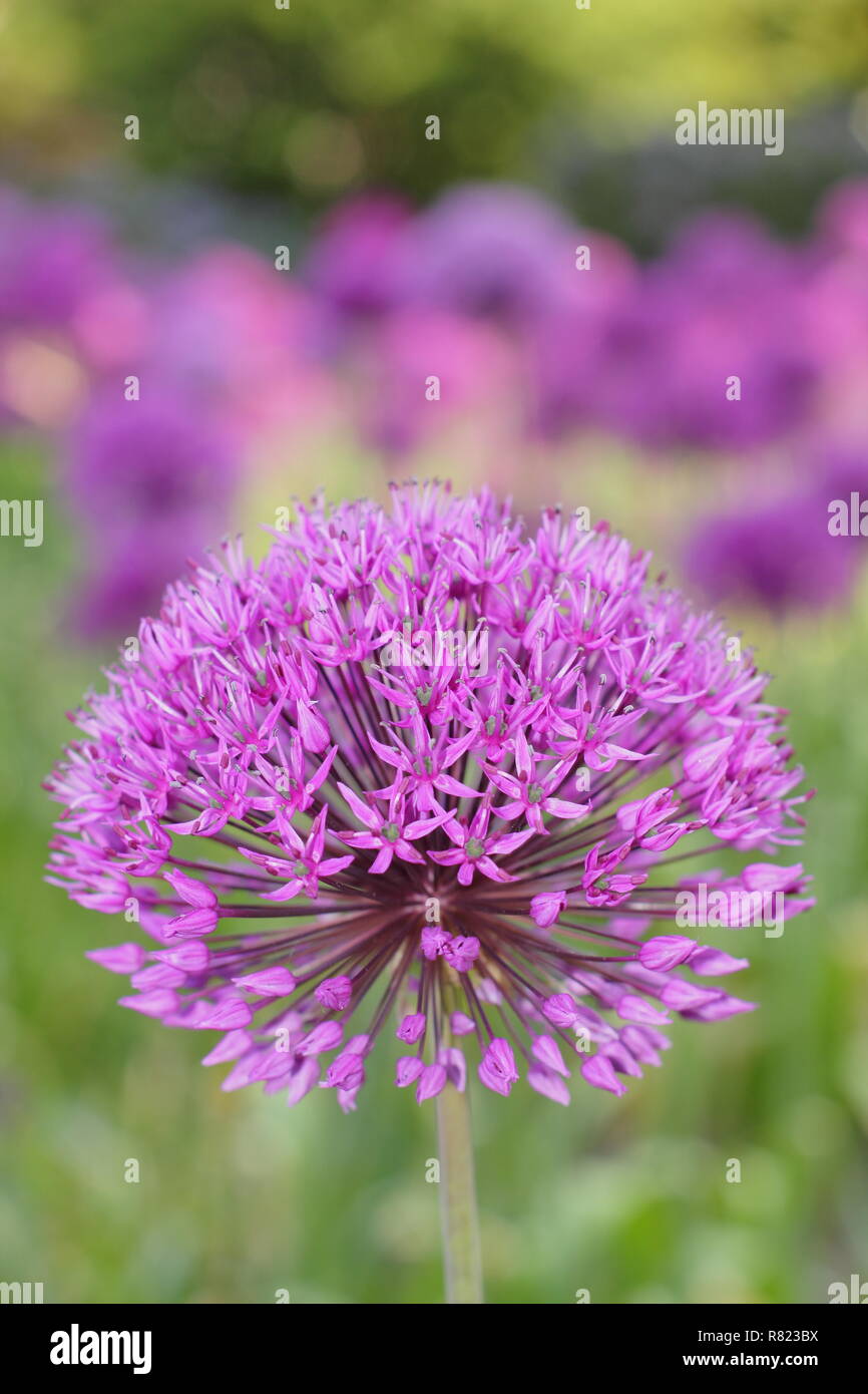 Allium Hollandicum 'Purple Sensation', riesige ornamentale Zwiebeln, genannt auch holländische Knoblauch, Mai, UK Garten Stockfoto