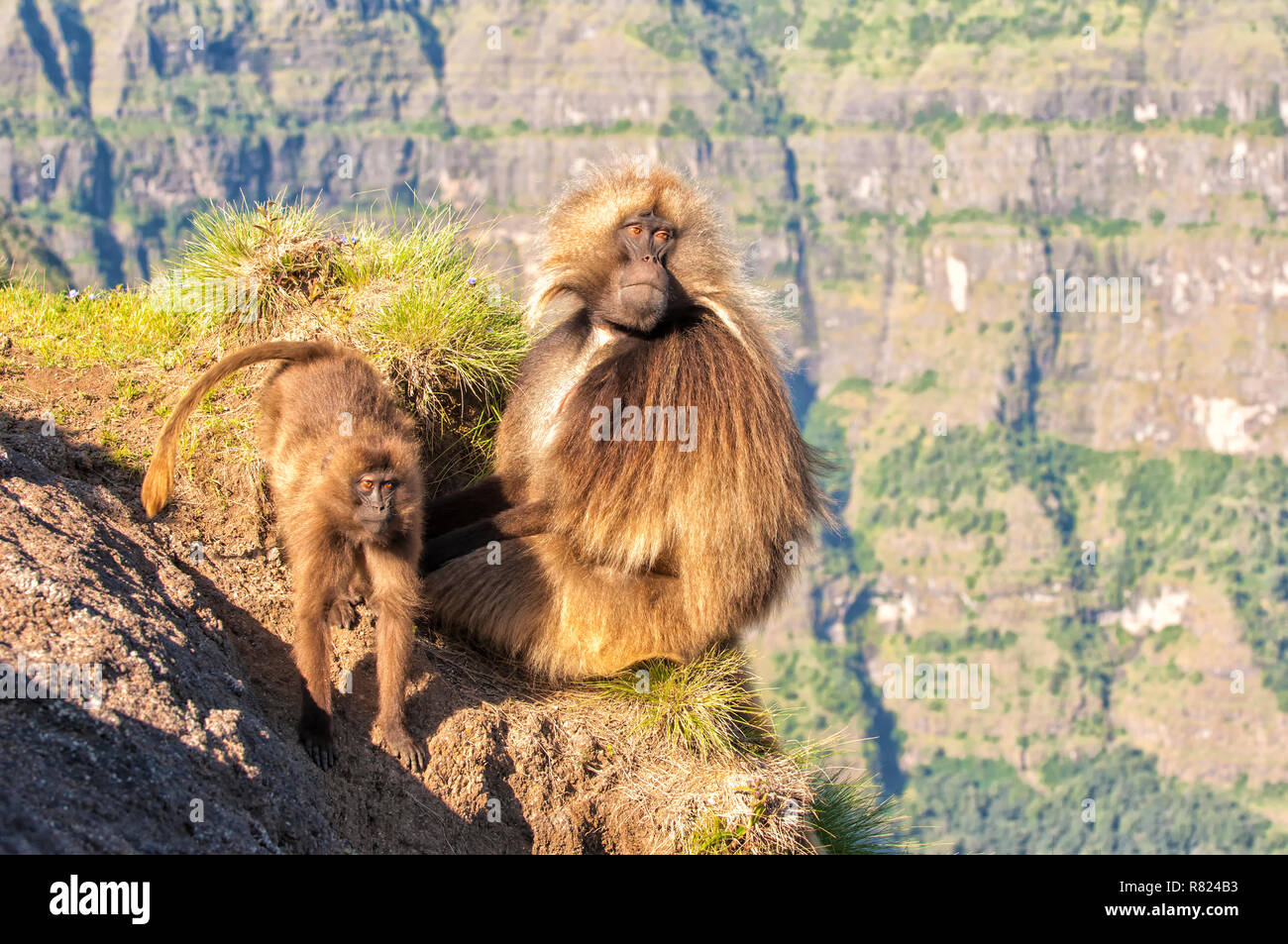 Gelada baboons (Theropithecus gelada) auf einer Klippe, Simien Mountains National Park, Amhara Region, Äthiopien Stockfoto