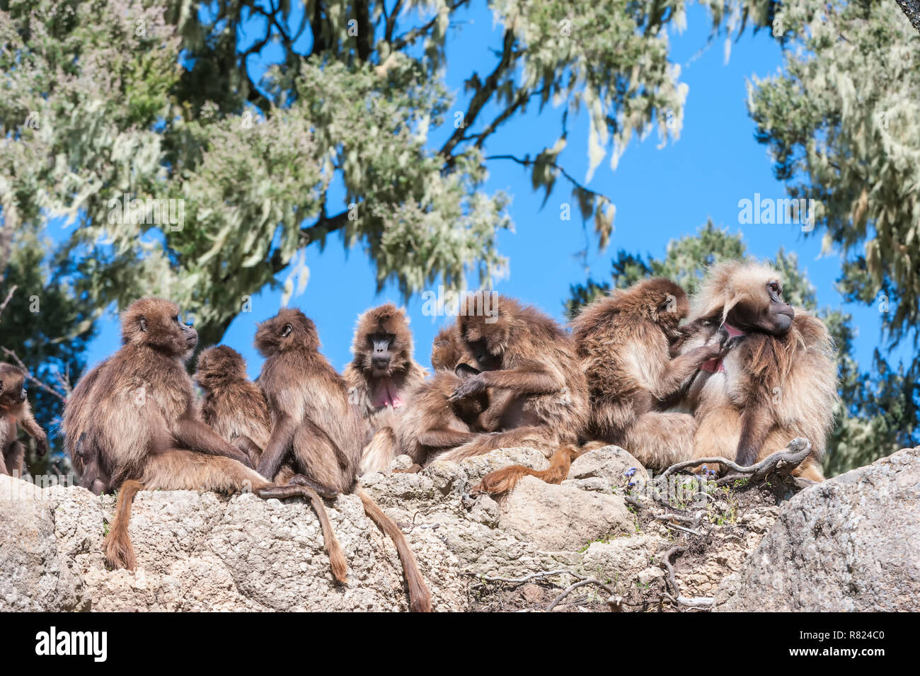 Gruppe von Gelada baboons (Theropithecus gelada) auf einem Felsen, Simien Mountains National Park, Amhara Region, Äthiopien Stockfoto