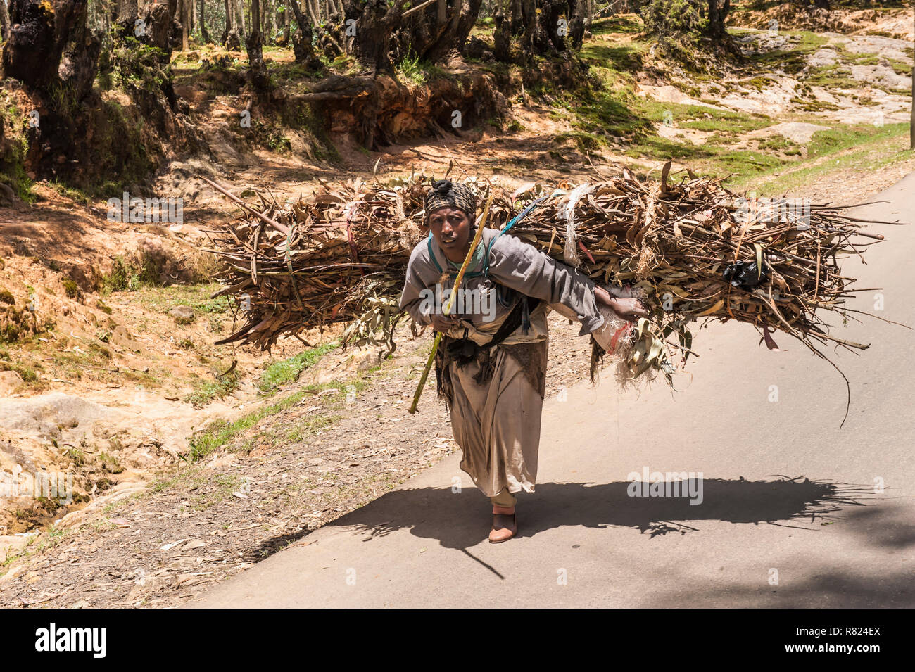 Frau, die ein Bündel aus Eukalyptusholz, Addis Abeba, Oromia Region, Äthiopien Stockfoto