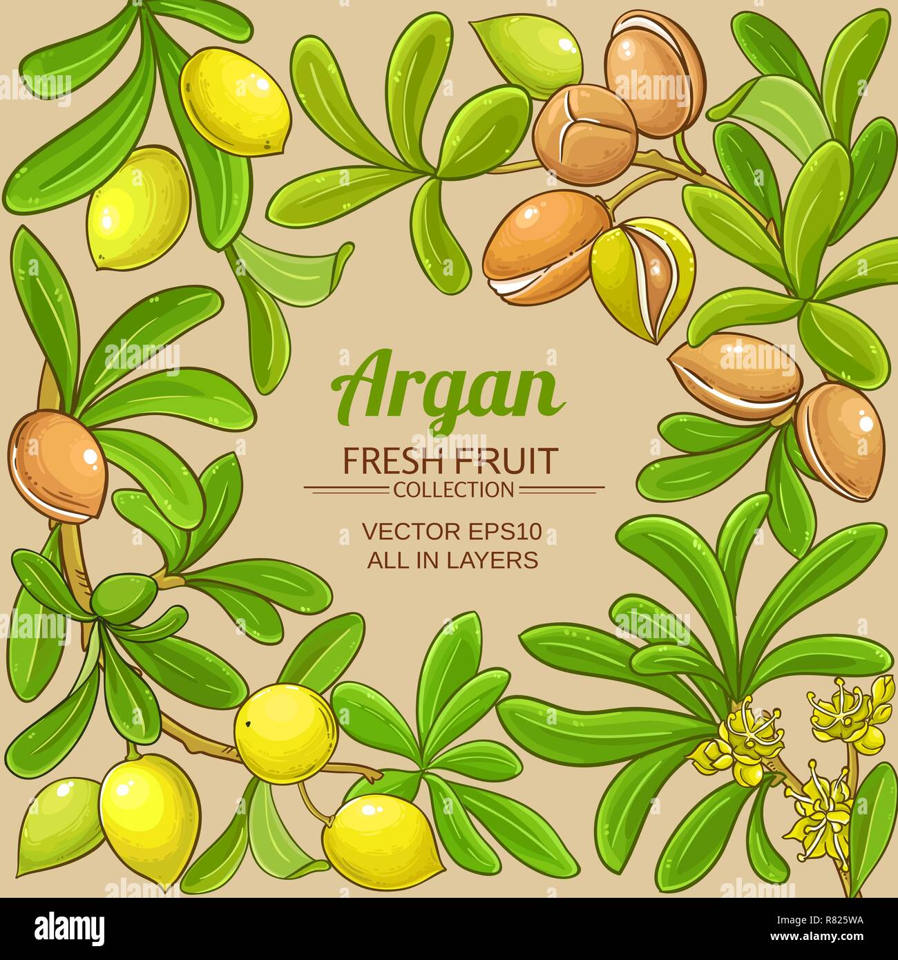 Argan vektor Rahmen auf farbigen Hintergrund Stock Vektor