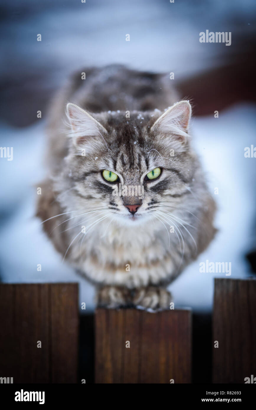 Oliver im Winter Stockfoto
