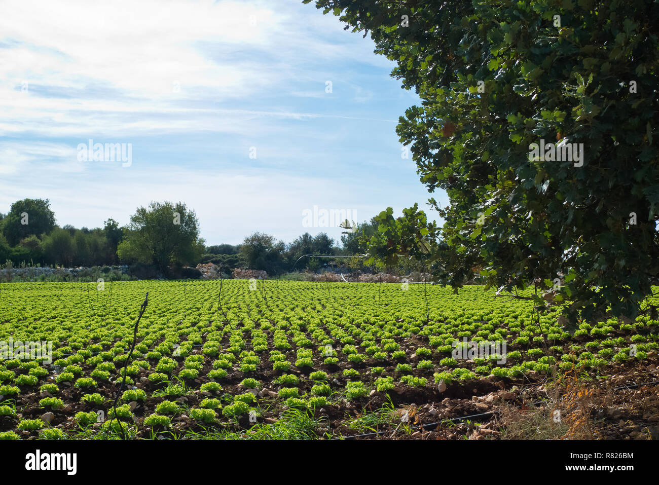 Bereich der Salatsetzlinge mit Bewässerung Stockfoto