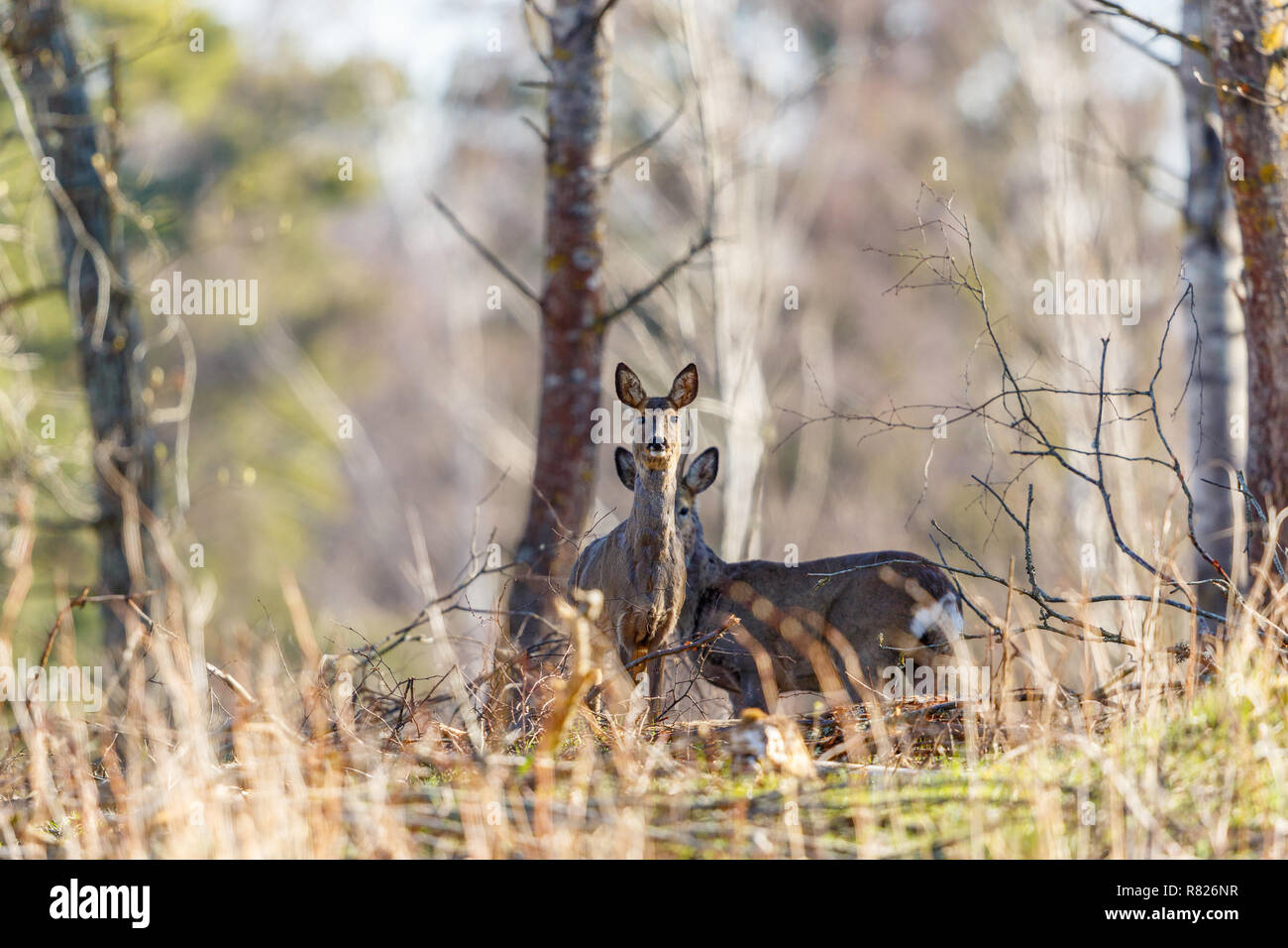 Rehe stehen und an der Kamera in den Wald Stockfoto