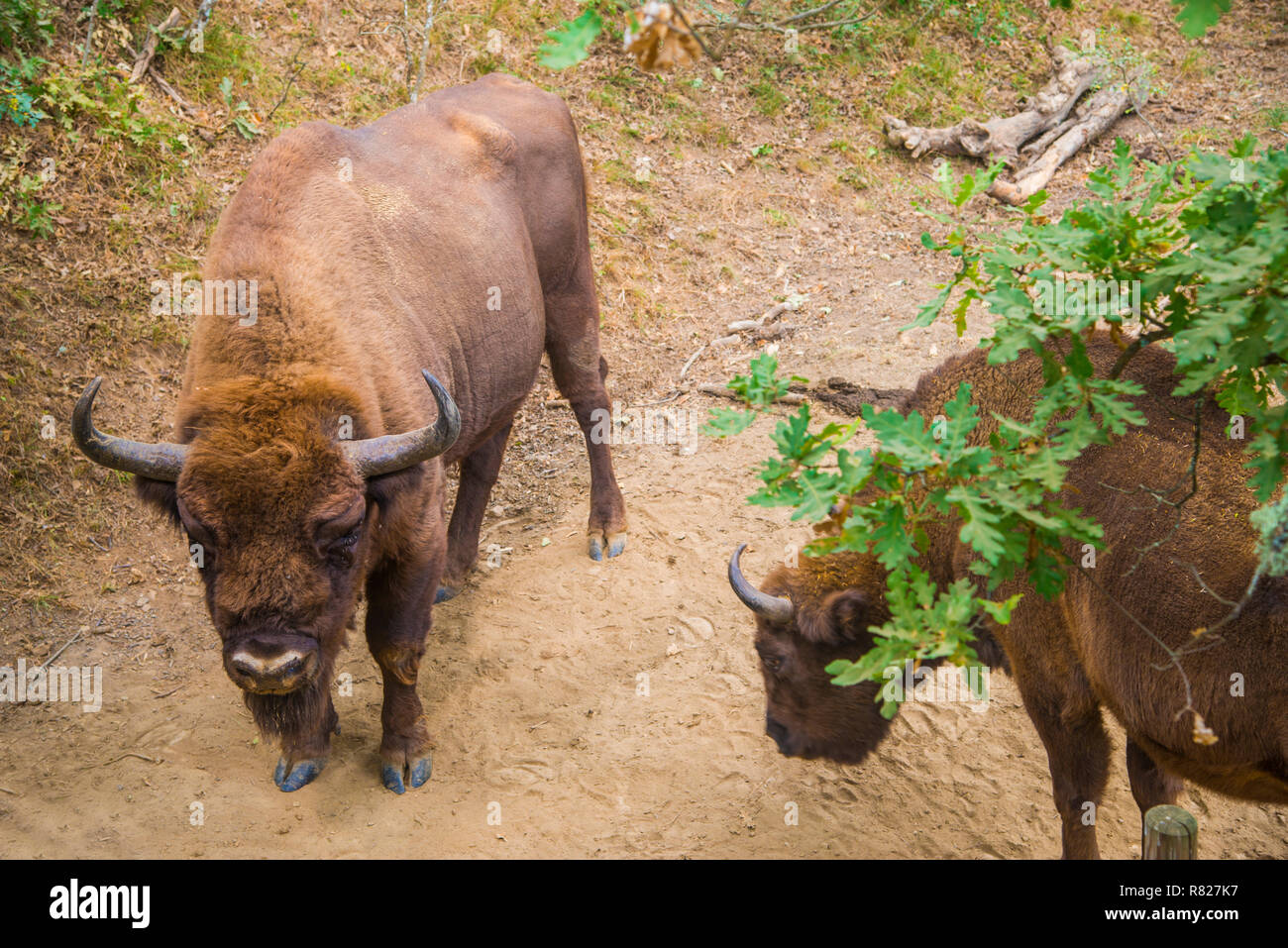 Bisons. Bison Bonanus Nature Reserve, San Cebrian de Muda, Palencia, Spanien. Stockfoto