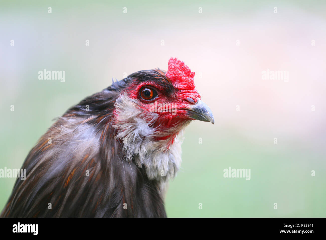 Schöne inländische Hühner Stockfoto