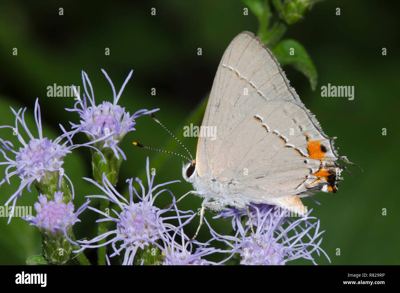 Grau Hairstreak, Strymon melinus, auf Nebel Blume, Conoclinium sp. Stockfoto