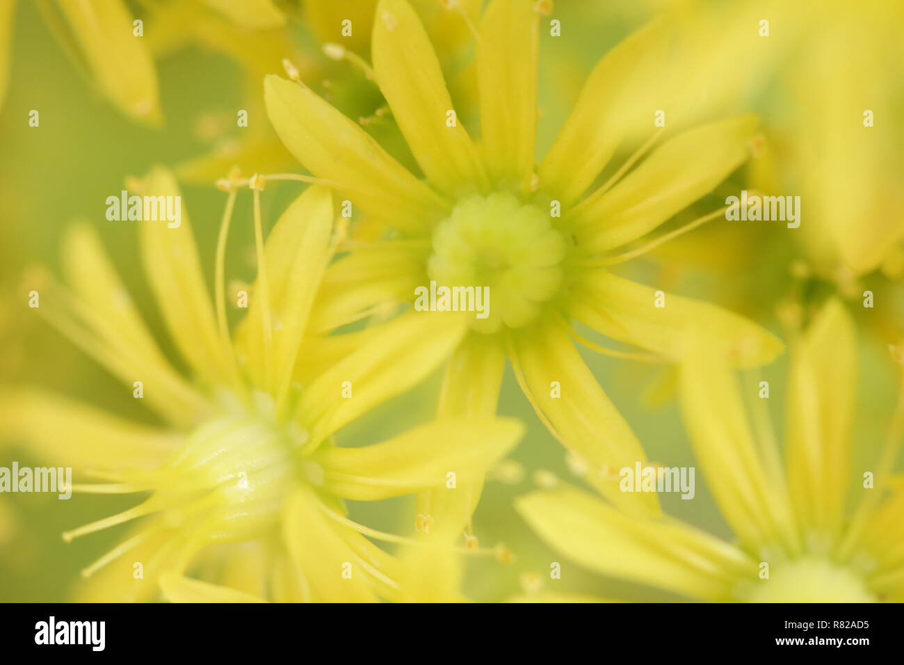 Gelbe Blume Abstrakt Stockfoto