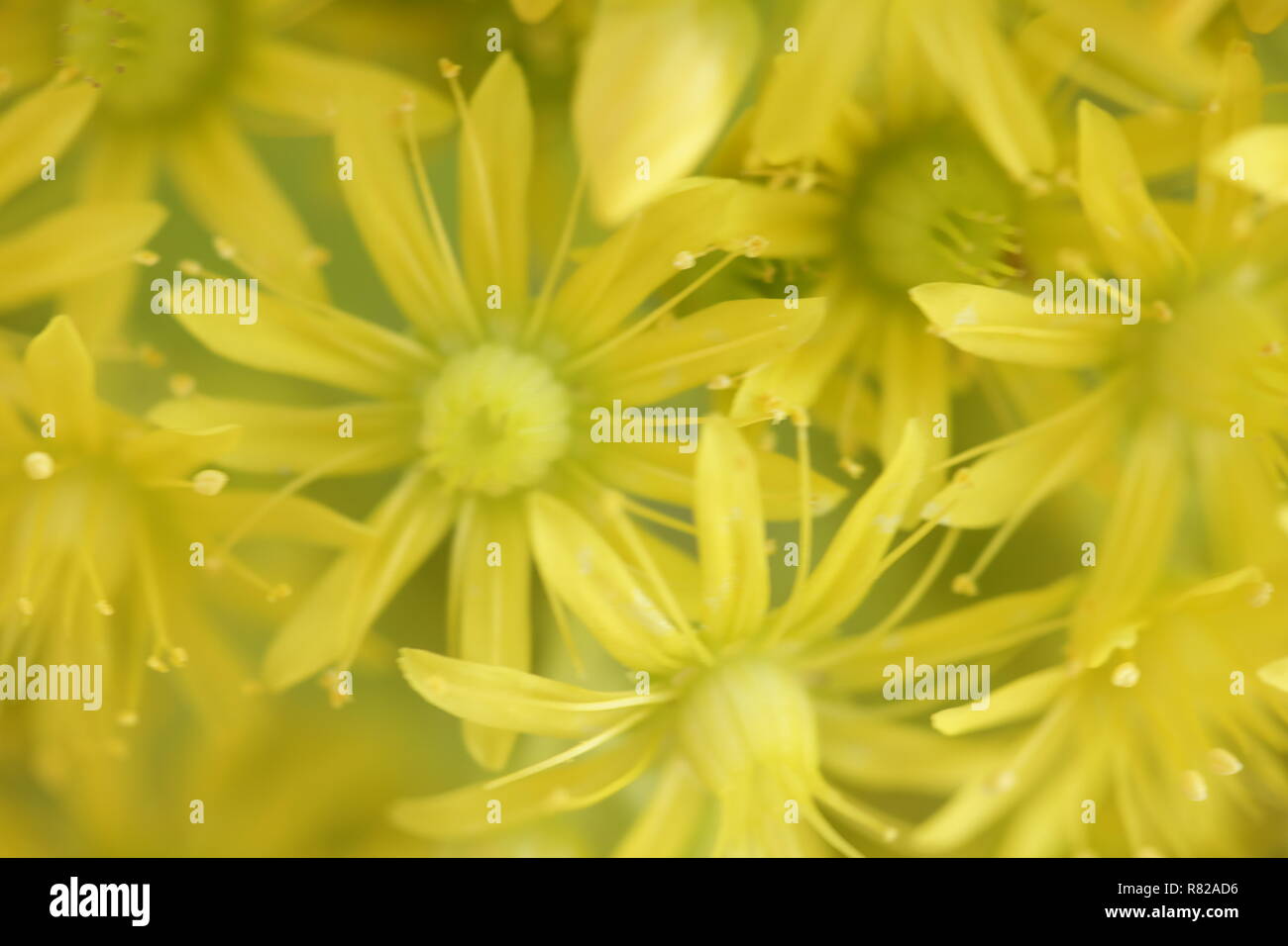 Gelbe Blume Abstrakt Stockfoto