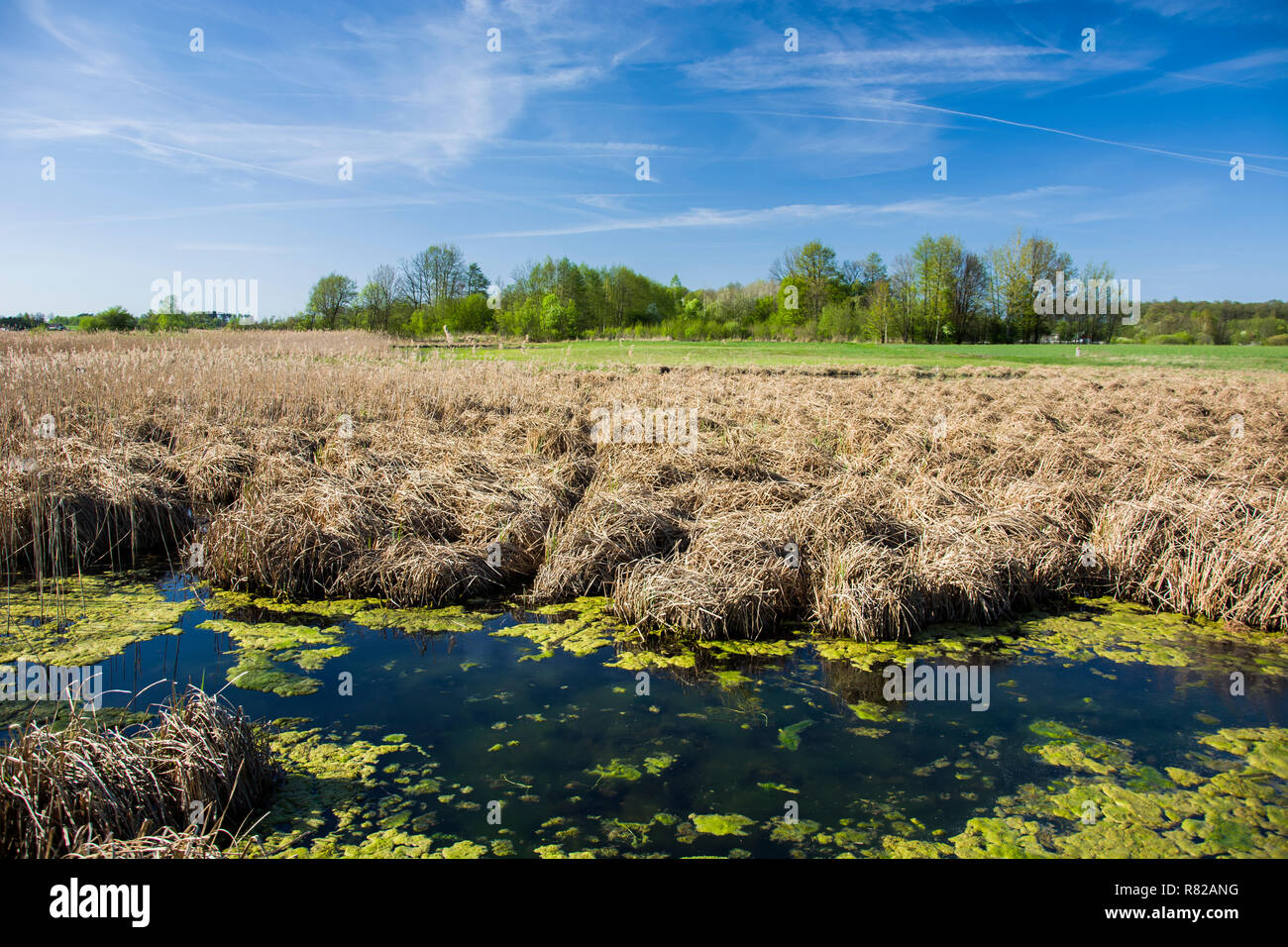Trockenes Gras in einem Sumpf vor dem Wald und blauer Himmel Stockfoto