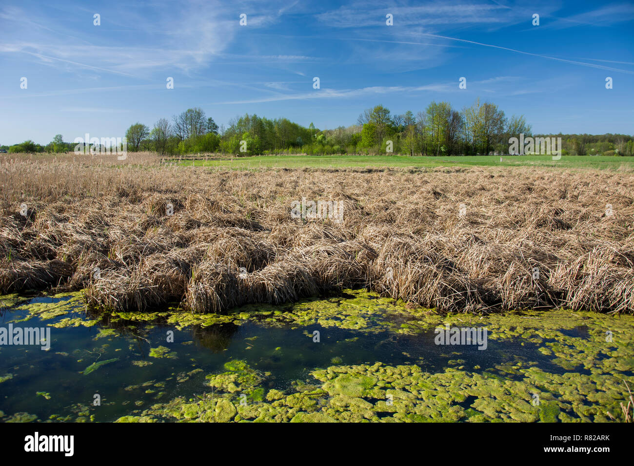 Trockenes Gras in einem Sumpf vor dem Wald und blauer Himmel Stockfoto