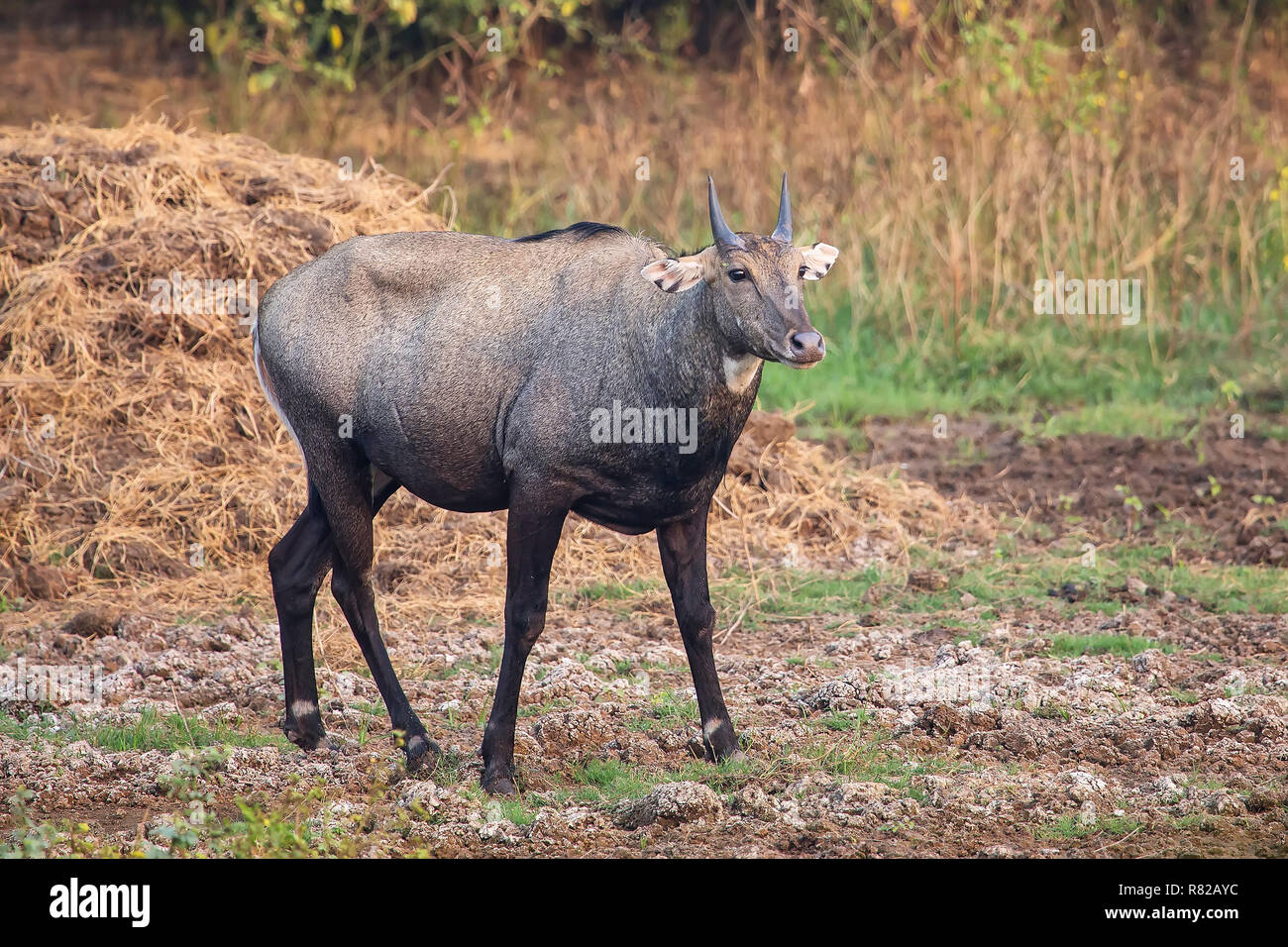 Männliche Nilgai (Boselaphus tragocamelus) stehen in Keoladeo Ghana National Park, in Bharatpur, Indien. Nilgai ist die größte asiatische Antilopen und ist endemisch Stockfoto