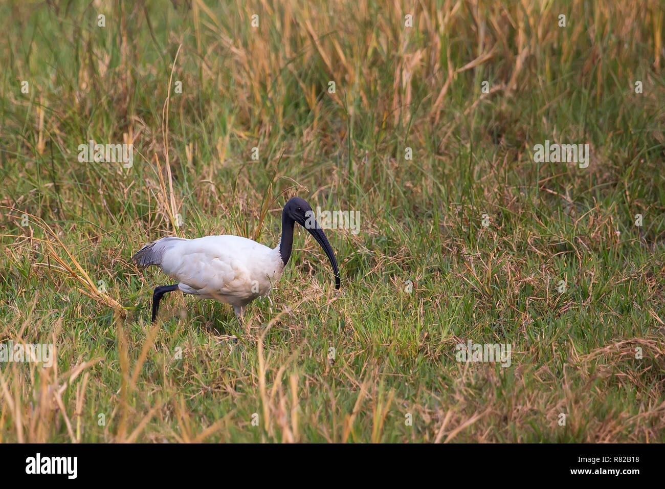 Black-headed Ibis (Threskiornis melanocephalus) Wandern in Keoladeo Ghana National Park, in Bharatpur, Indien. Der Park wurde als geschützte Heiligtum Stockfoto