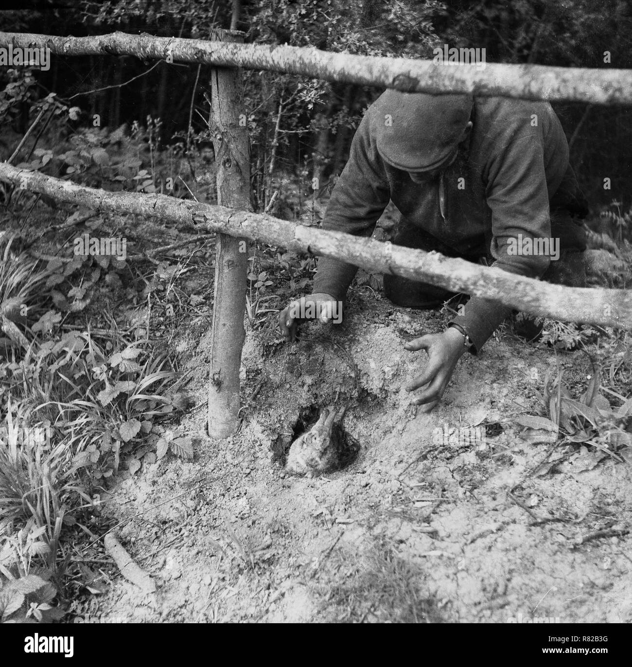 1950, historische, tagsüber und ein Wilderer versucht, einen Hasen zu fangen. Stockfoto