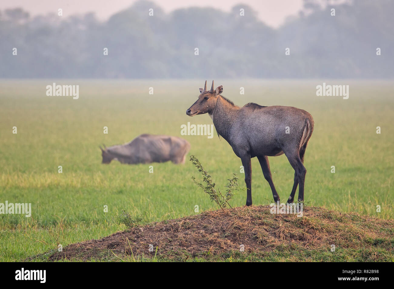 Männliche Nilgai (Boselaphus tragocamelus) stehen in Keoladeo Ghana National Park, in Bharatpur, Indien. Nilgai ist die größte asiatische Antilopen und ist endemisch Stockfoto