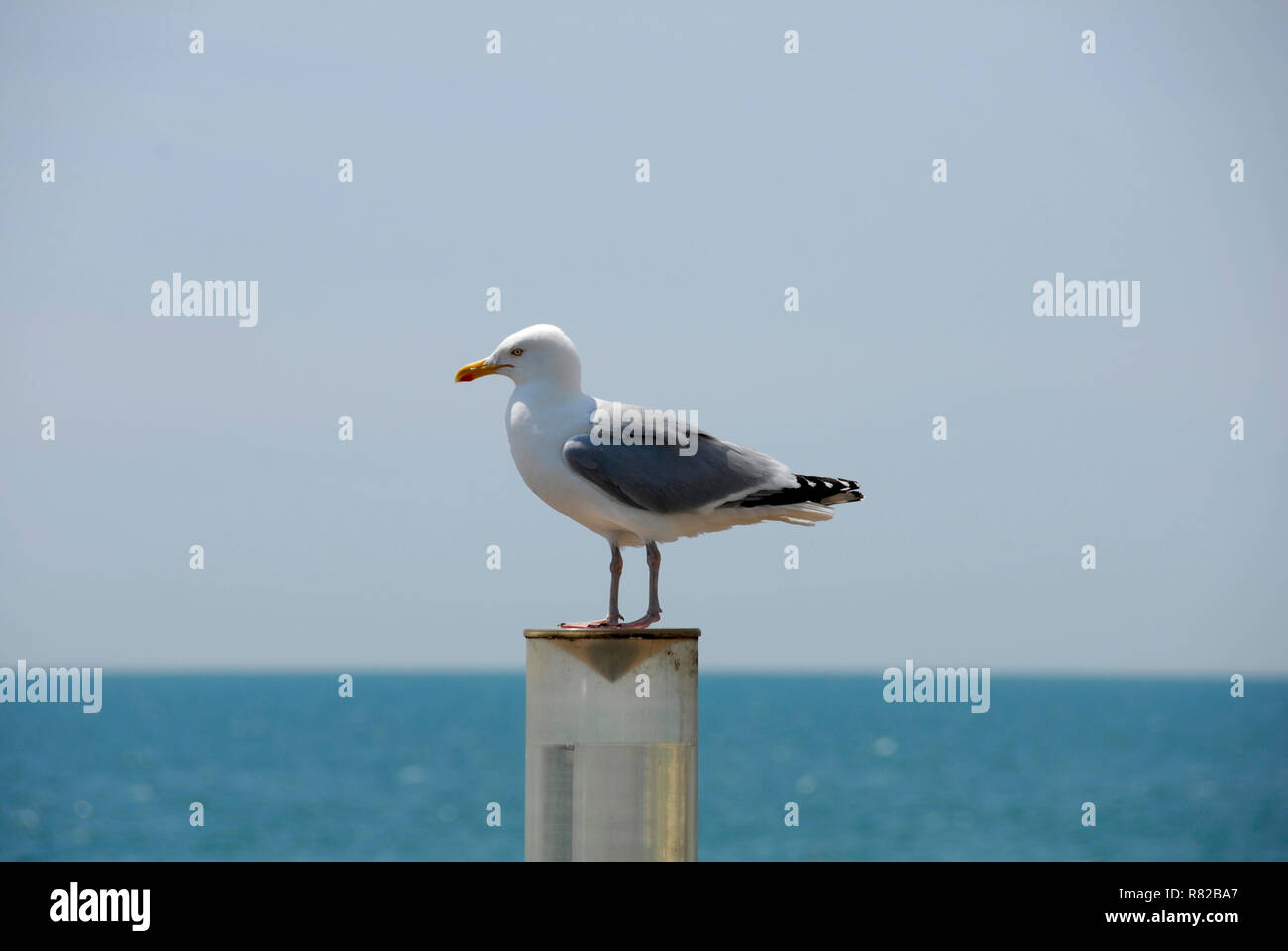 Silbermöwe, Larus argentatus, stehend auf Post, Brighton, East Sussex Stockfoto