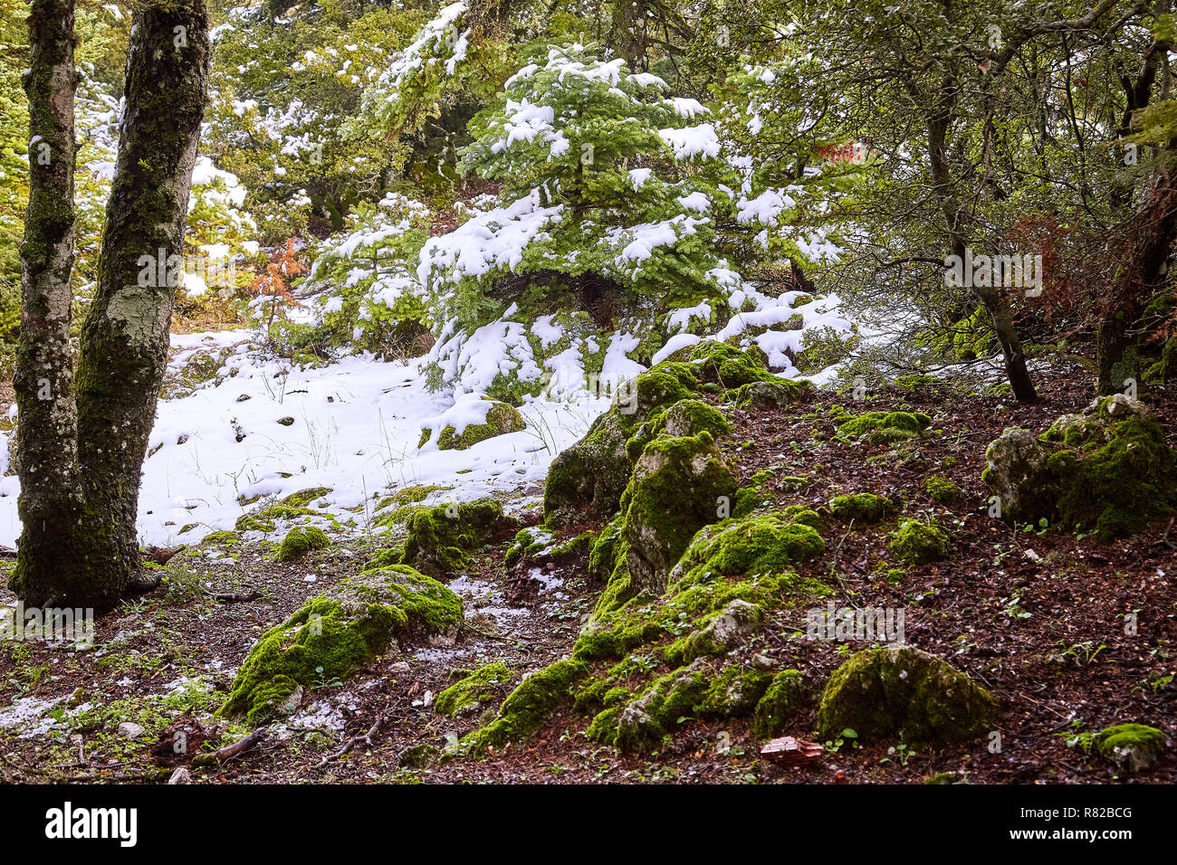 Landschaftlich schöne Aussicht auf verschneite Wald details während des Winters in Parnitha Berg, Griechenland, Grußkarten Weihnachten in der Saison Stockfoto