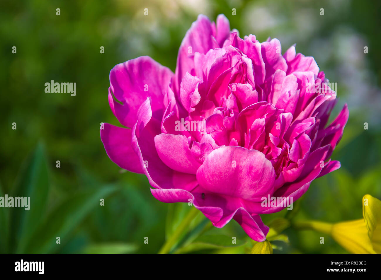 Rosa pfingstrose Blüte im Sonnenschein und grüner Hintergrund Stockfoto