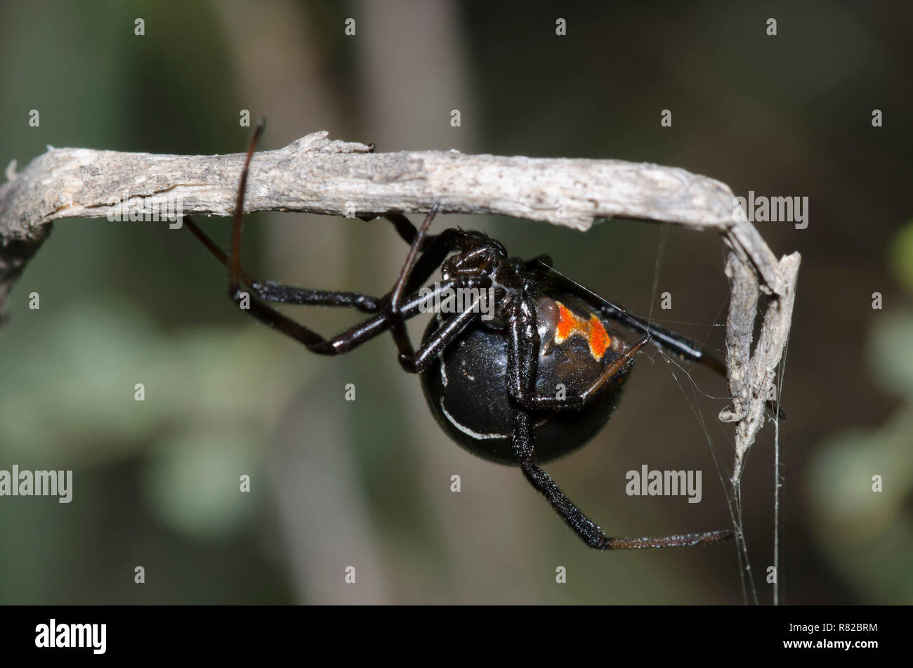 Südlichen Schwarzen Witwe Latrodectus mactans Stockfoto