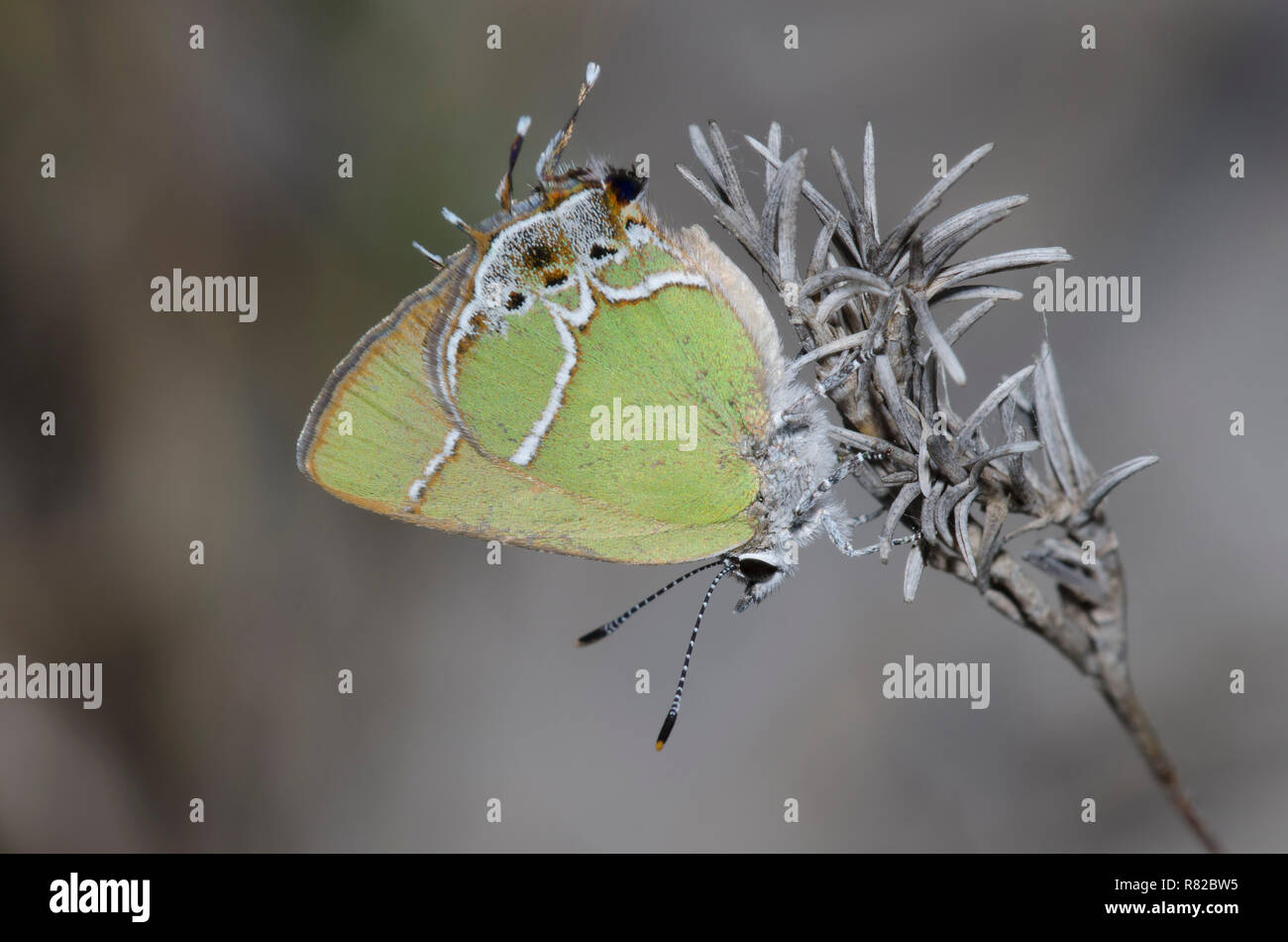 Xami Hairstreak, Callophrys xami Stockfoto