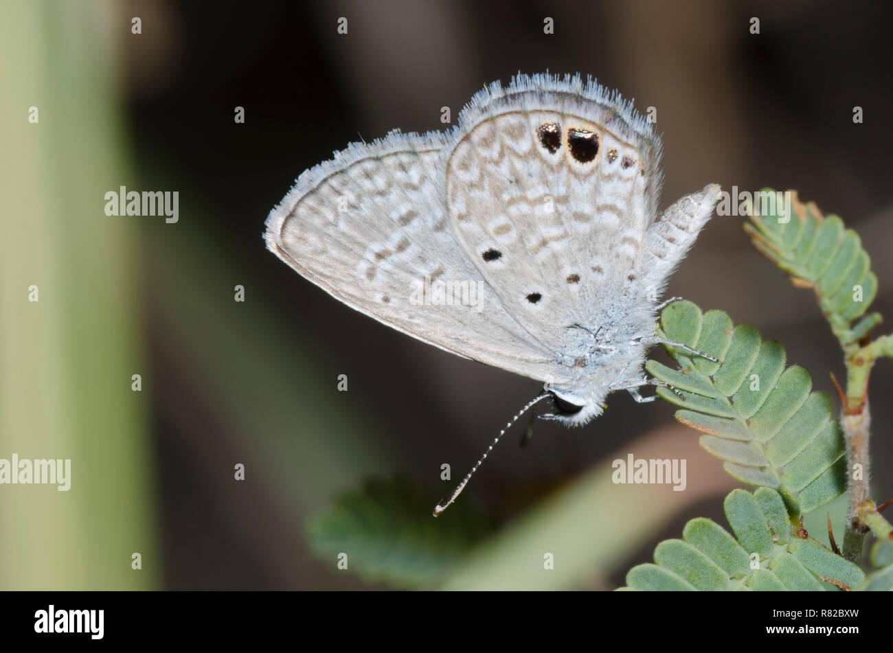 Ceraunus blau, Hemiargus ceraunus Stockfoto